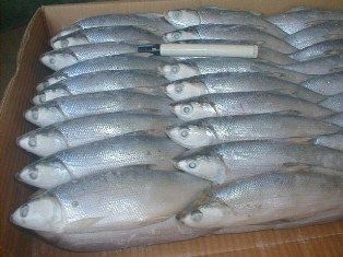Milkfish